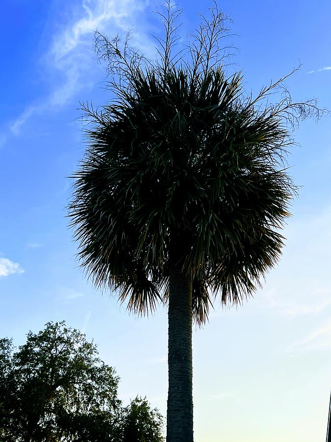 Palm antenna Photograph by Linda Thacker - Fine Art America