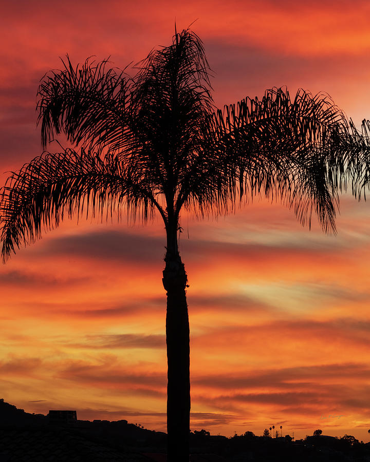 Palm at Sunset Photograph by Dan McGeorge