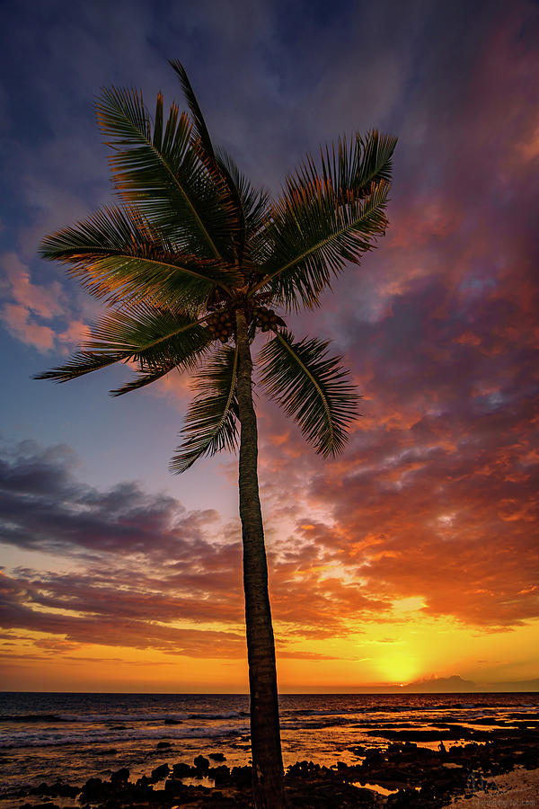 Palm at Sunset Photograph by John Bauer
