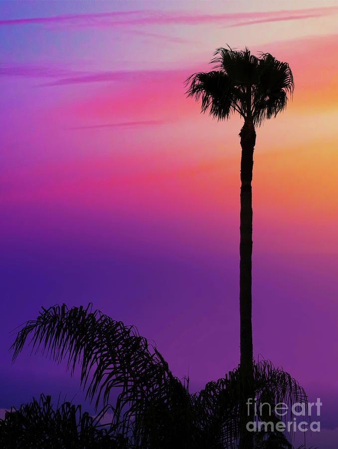 Palm at Sunset Photograph by Judi Bagwell