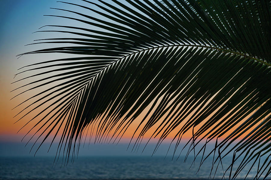 Palm at Sunset Photograph by Tommy Farnsworth