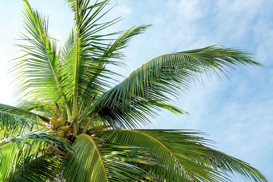 Palm Branches and Blue Sky Photograph by Tina Ernspiker