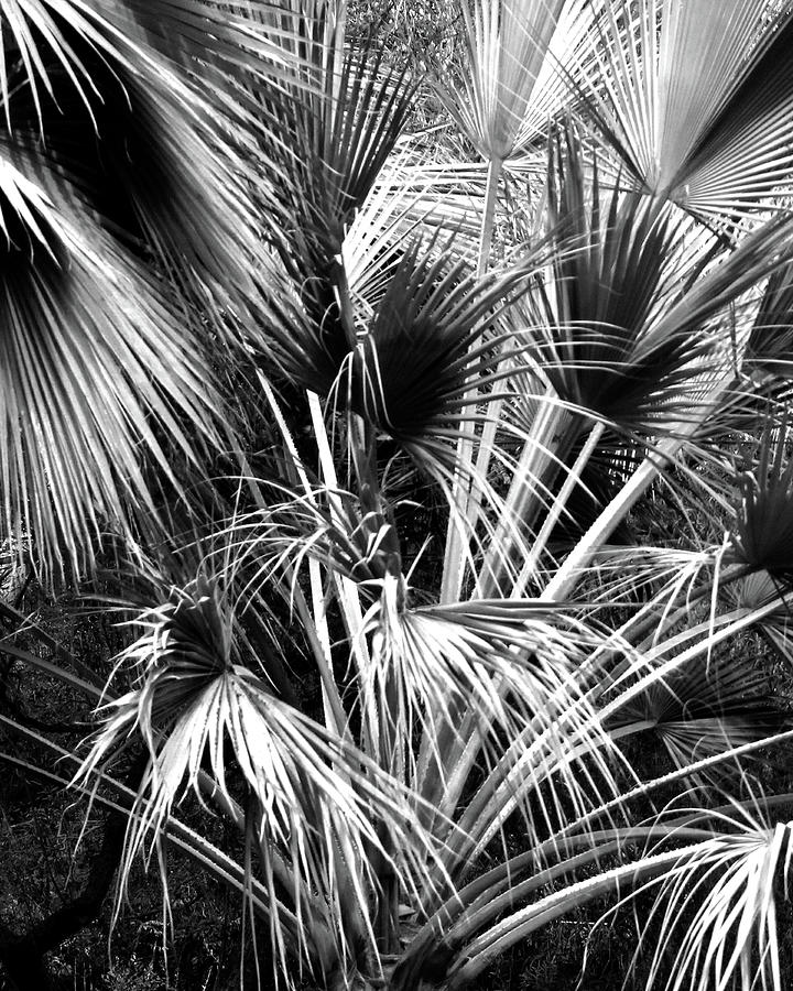 Palm Branches Photograph by Timothy Bulone - Fine Art America