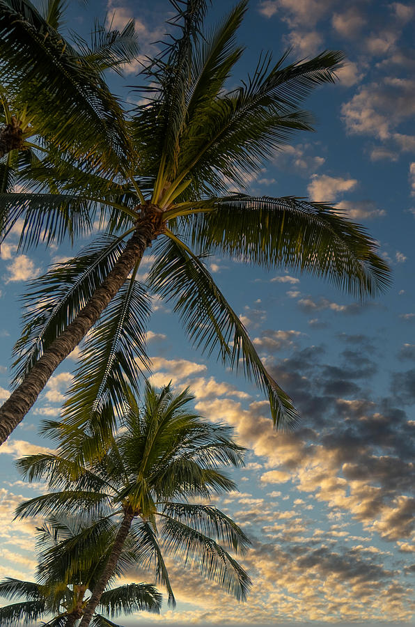 Palm Calm Photograph