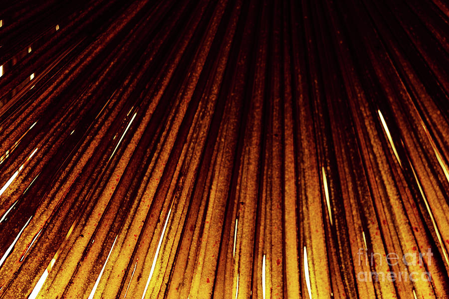 Palm Canopy Golden Effects Photograph by Eddie Barron