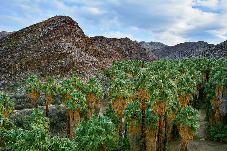 Palm Canyon Oasis Photograph by Kyle Hanson