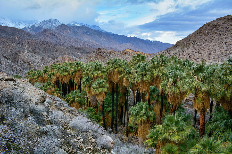 Palm Canyon Palm Springs Photograph by Kyle Hanson