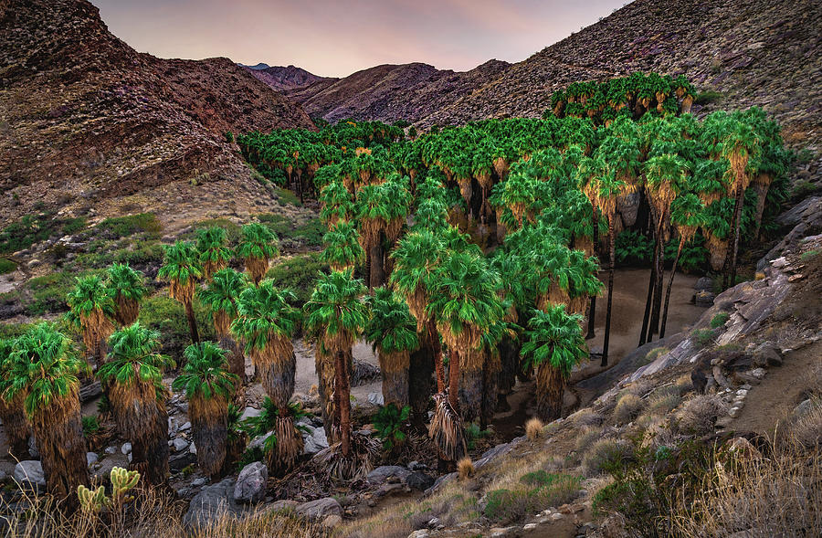 Palm Canyon Sunset, California Photograph by Abbie Matthews