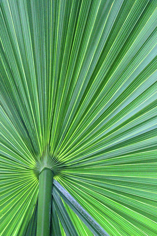Palm Photograph by Carolyn Stagger Cokley