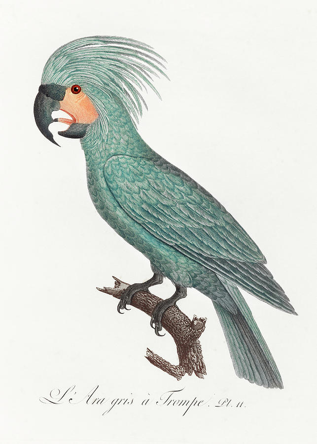 Palm Cockatoo Mixed Media by World Art Collective