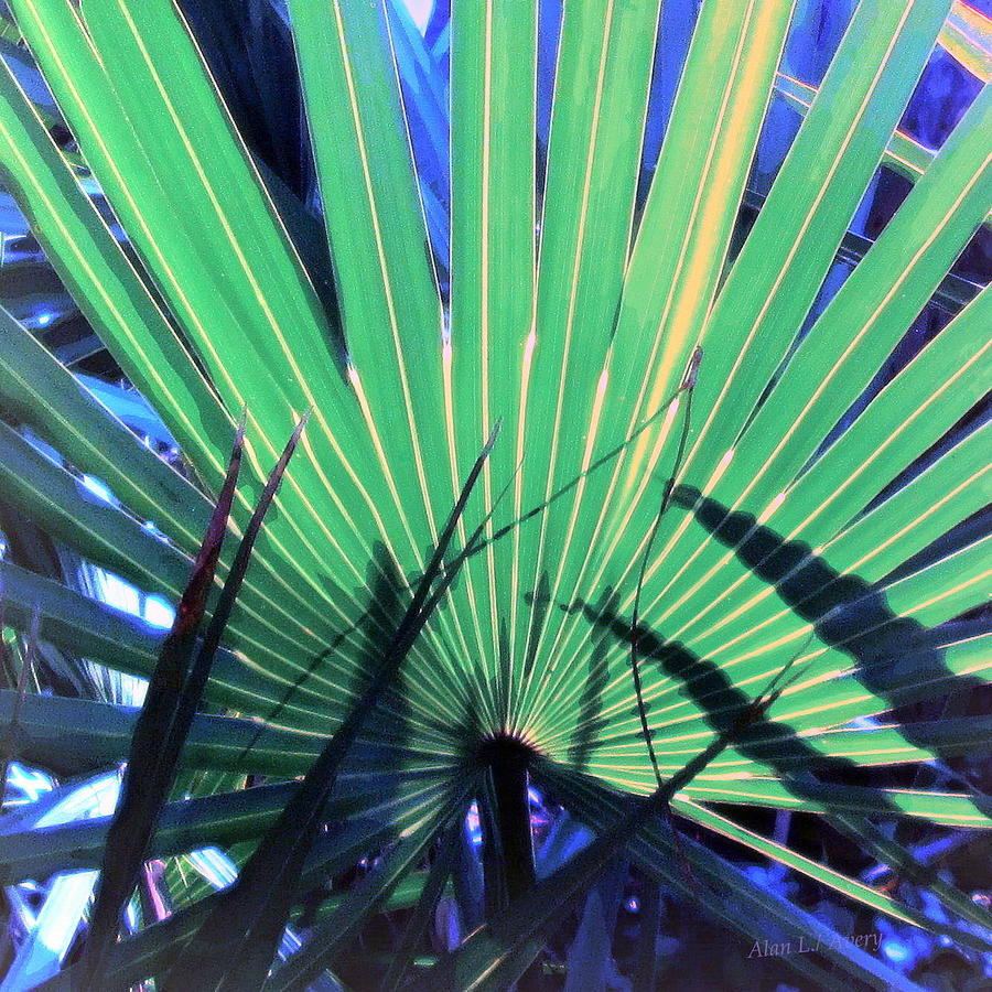 Palm Delight Photograph by Lanny Avery