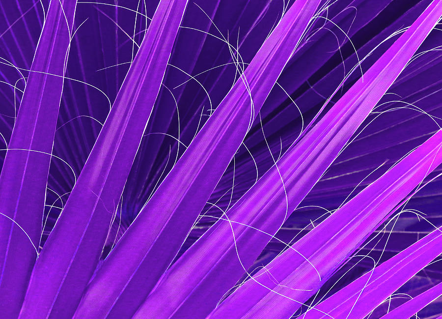 Palm Fan Detail - Purple Photograph by Ron Berezuk