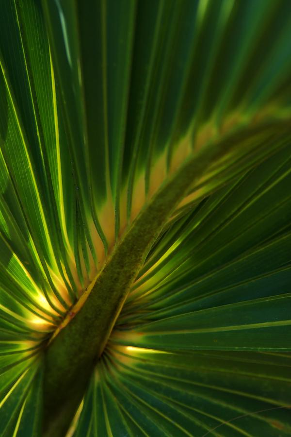 Palm Fan Photograph by Don Columbus
