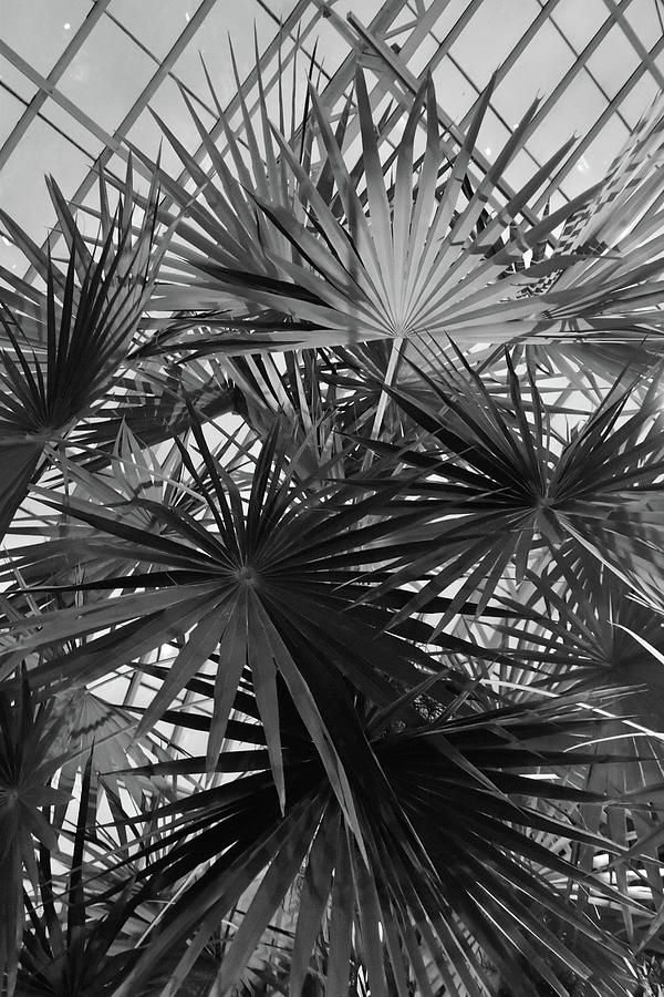 Palm Fans Black and White Photograph by Greta Foose - Fine Art America