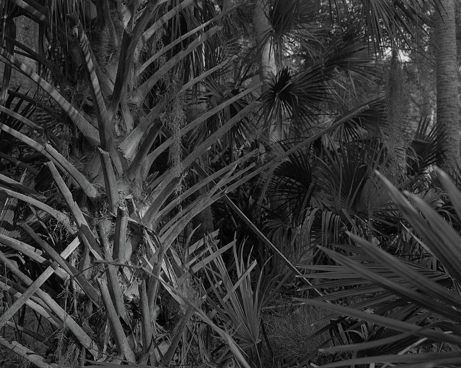 Palm Forest, Princess Place Preserve, 2007 Photograph by John Simmons