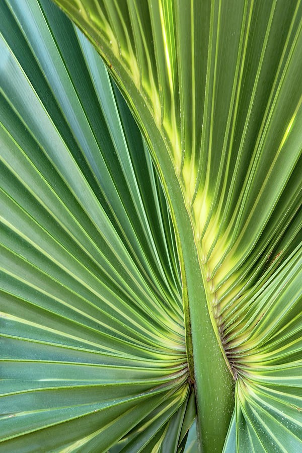 Palm Frond Abstract Photograph by Ira Marcus