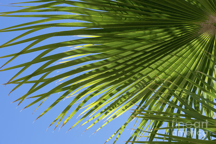 Palm frond and blue sky, summer on the beach Photograph by Adriana Mueller