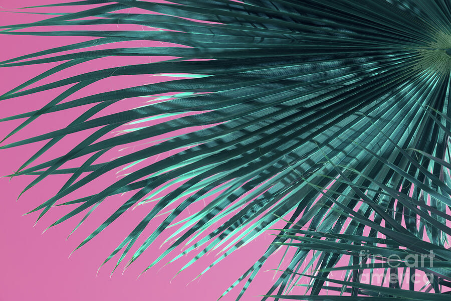 Palm frond and pink sky, summer on the beach Photograph by Adriana Mueller