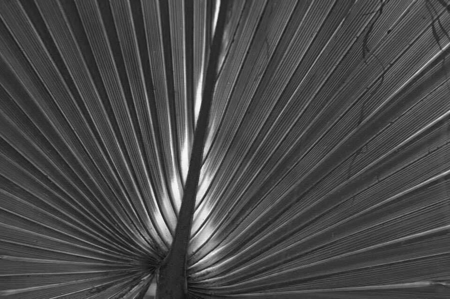 Palm Frond Photograph by Ben Compton - Fine Art America