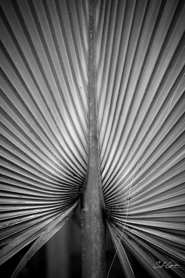 Palm Frond Black And White Photograph by Steven Sparks