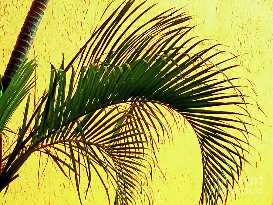 Palm Frond Curvature 300 Photograph