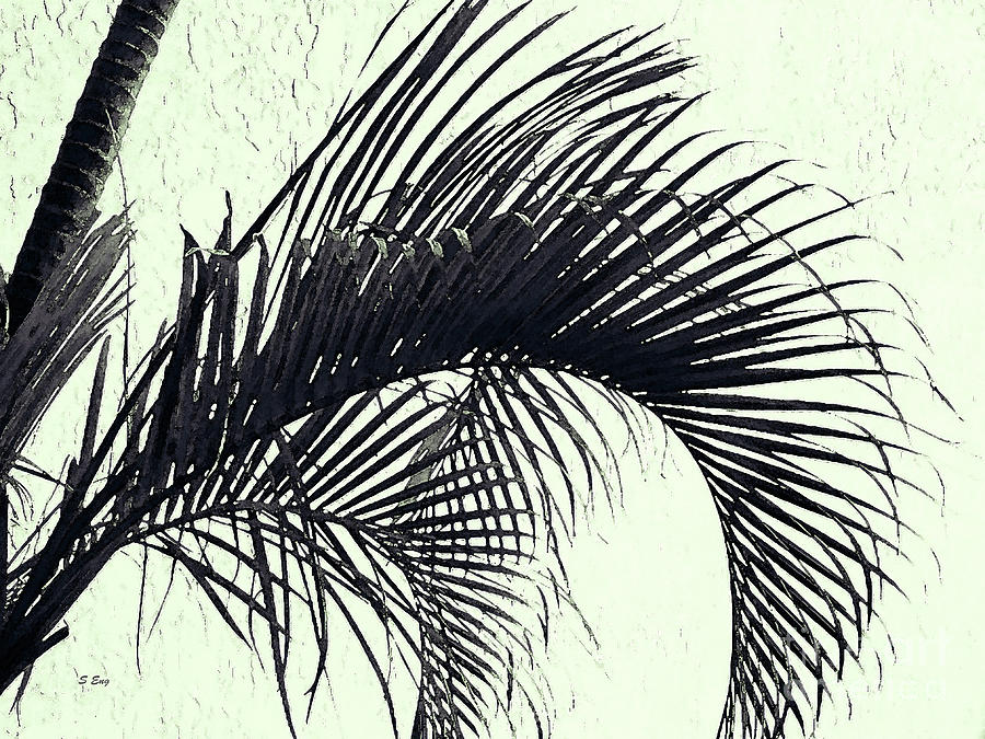 Palm Frond Curvature Black and White 300 Photograph by Sharon Williams Eng