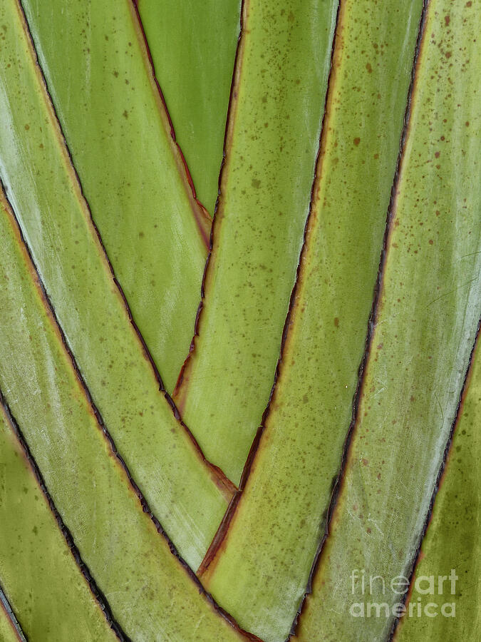 Palm Frond Detail Photograph by Sandra Bronstein