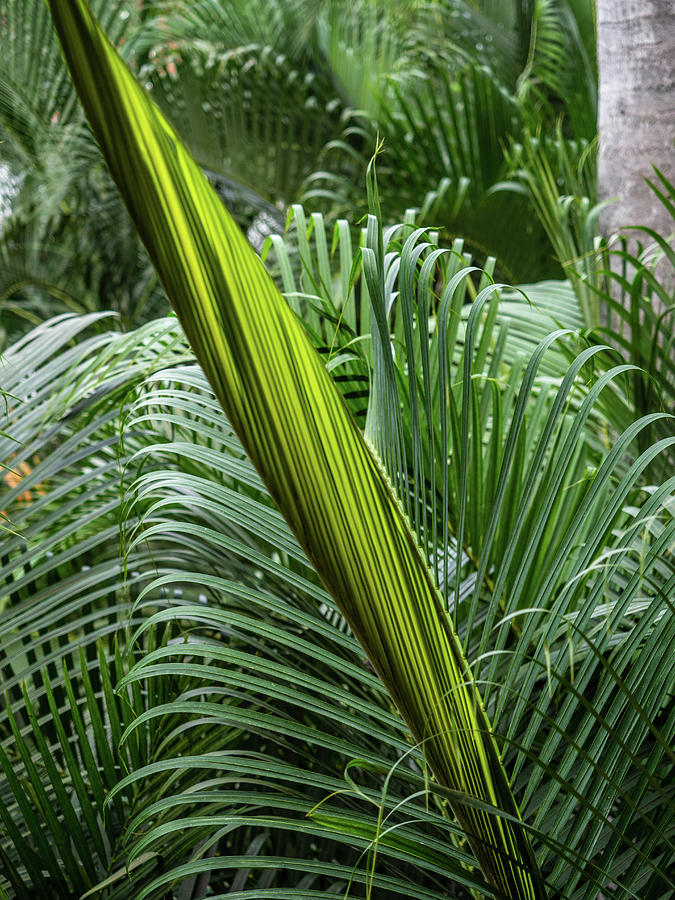 Palm Frond Development Photograph by Rob Huntley