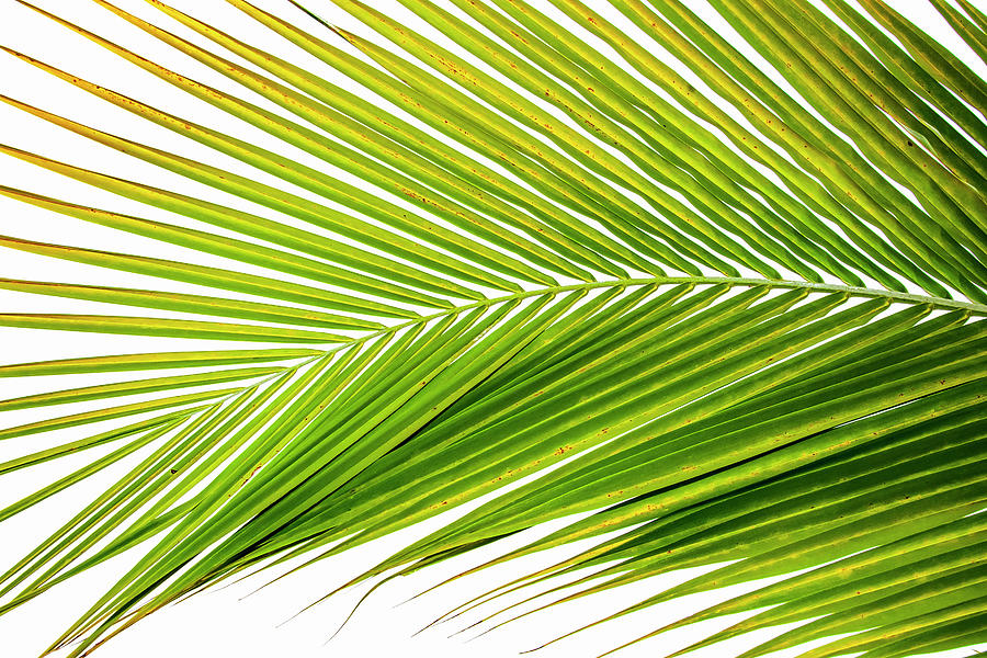 Palm Frond II Photograph by Tanya G Burnett