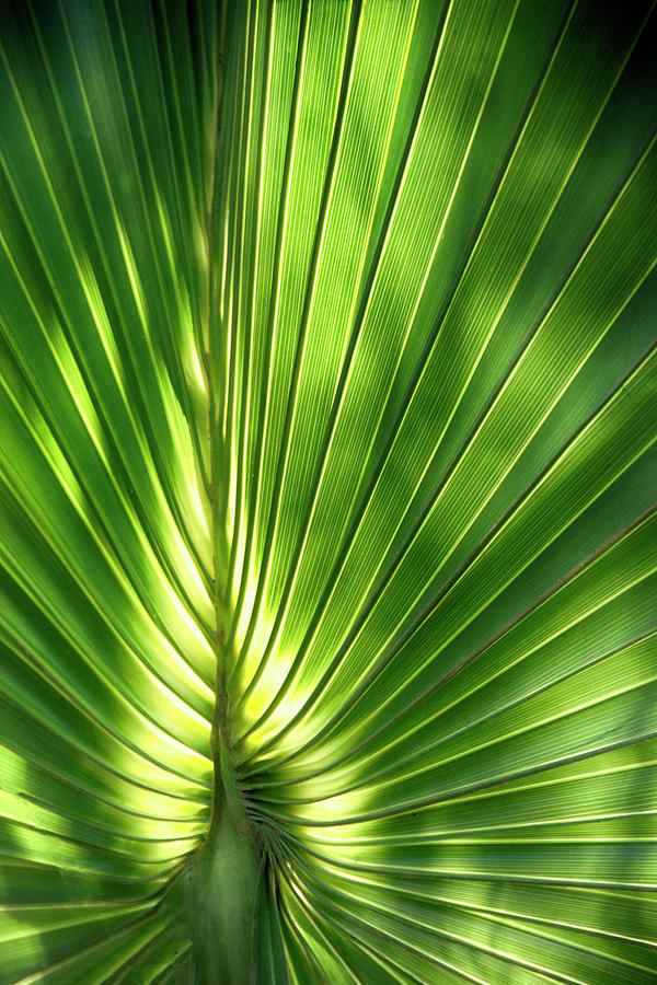 Palm Frond in the Light Photograph by Mitch Spence