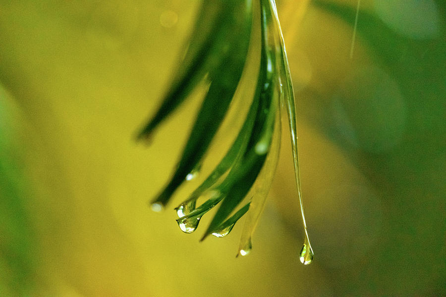 Palm Frond In The Rain Photograph