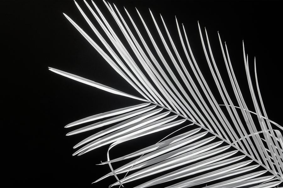 Palm Frond Infrared Photograph by Liza Eckardt