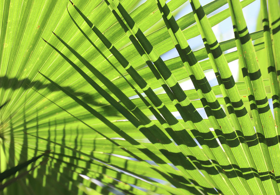 Palm Leaves Pattern Photograph by David T Wilkinson