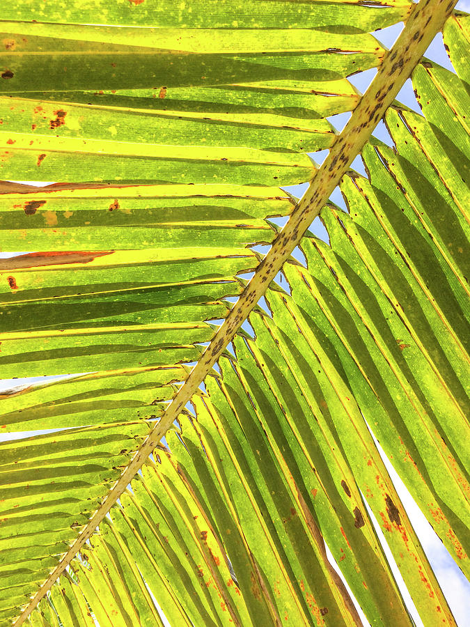 Palm Frond Photograph by Stefan Mazzola