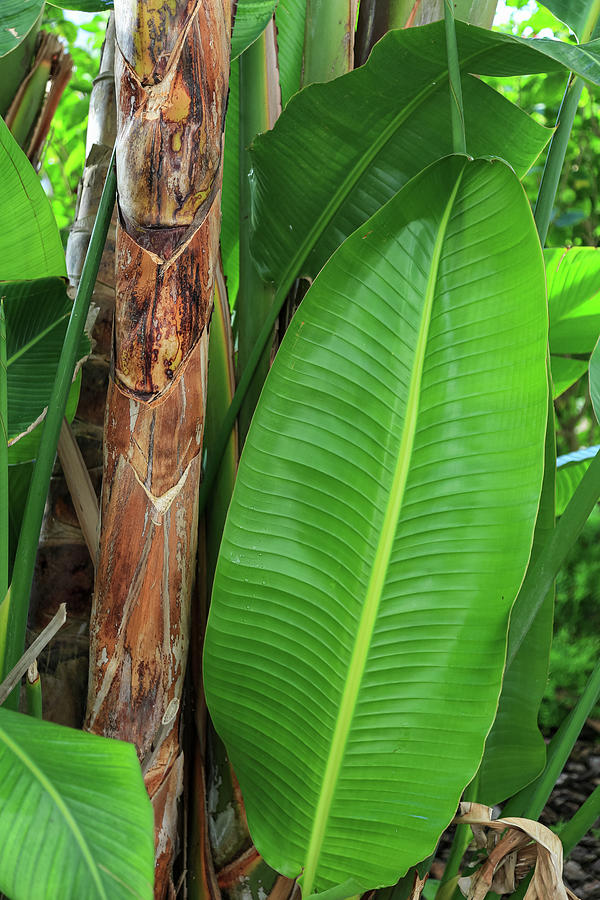 Palm Frond Photograph by Steve Templeton