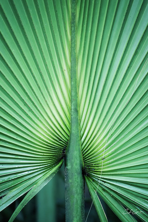 Palm Frond Photograph by Steven Sparks