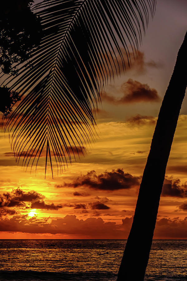 Palm Frond Sunset Photograph by John Bauer