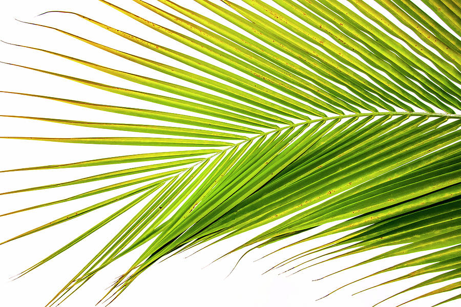 Palm Frond Photograph by Tanya G Burnett