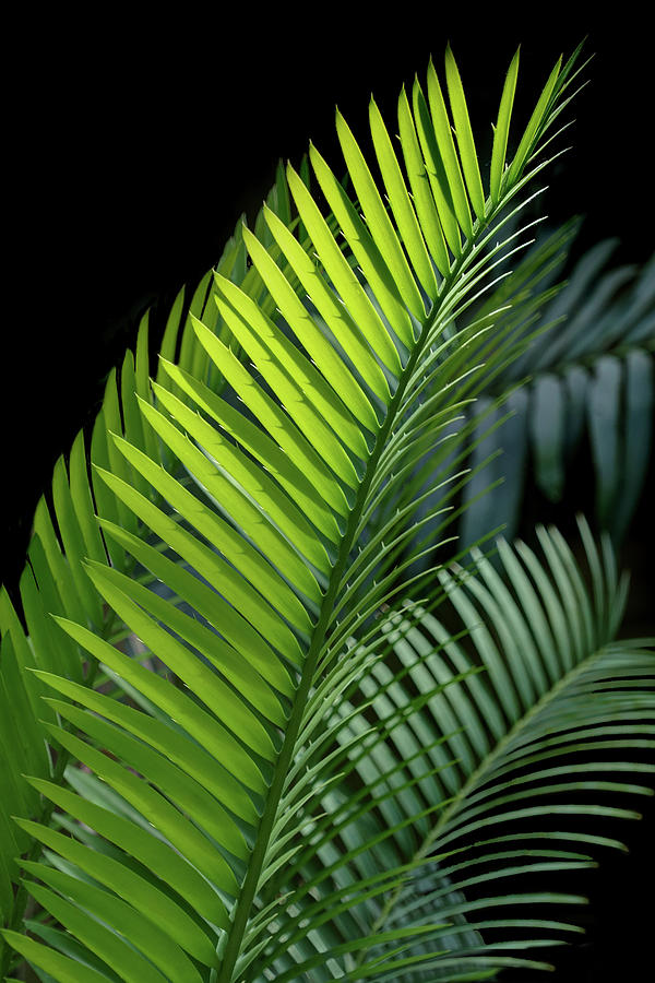 Palm Fronds - Botanical Abstract- No 1 Photograph by Nikolyn McDonald