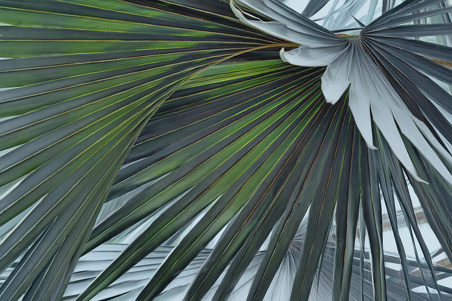 Tree Photograph - Palm Fronds - Botanical Abstract - No 2 by Nikolyn McDonald