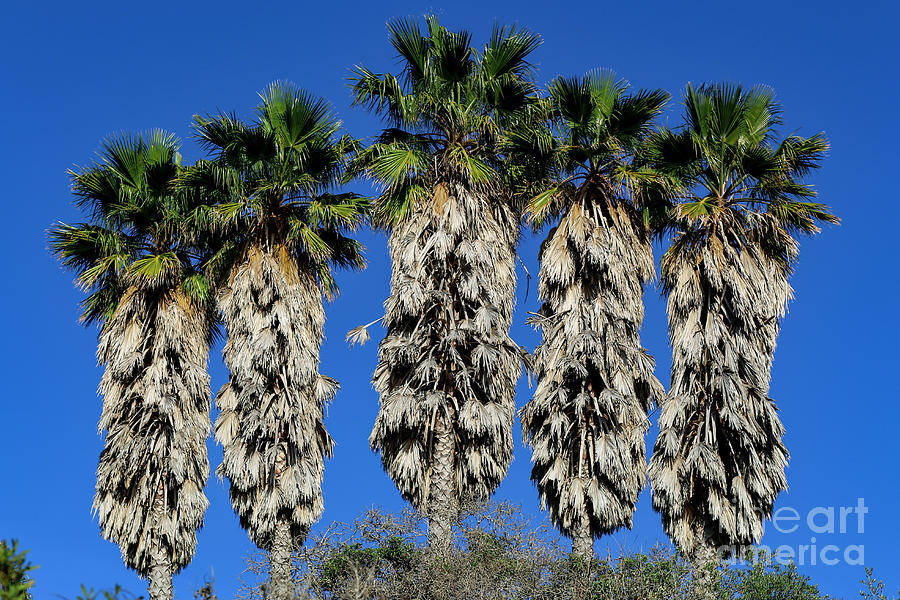 Palm Fronds Photograph by Erin Marie Davis