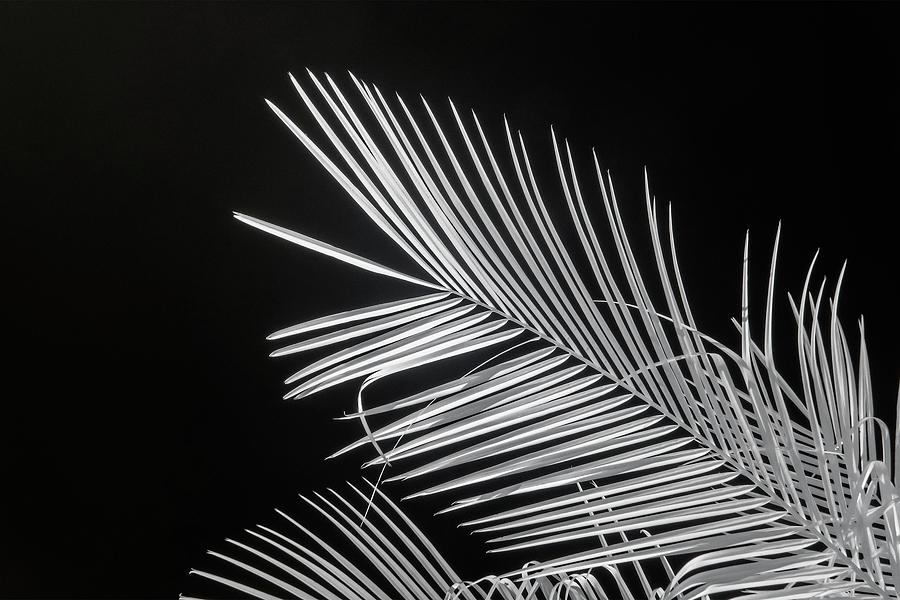 Palm Fronds Infrared Photograph by Liza Eckardt