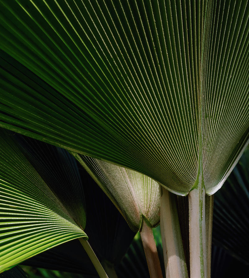 Palm Fronds Photograph by Michael Pole