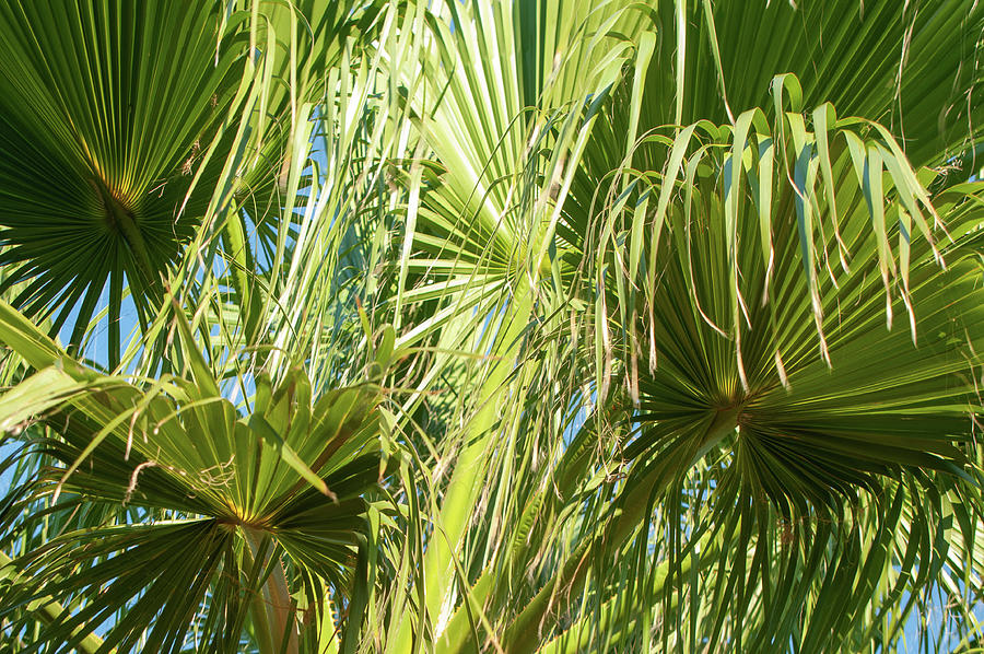 Palm Fronds Photograph by Rob Hemphill