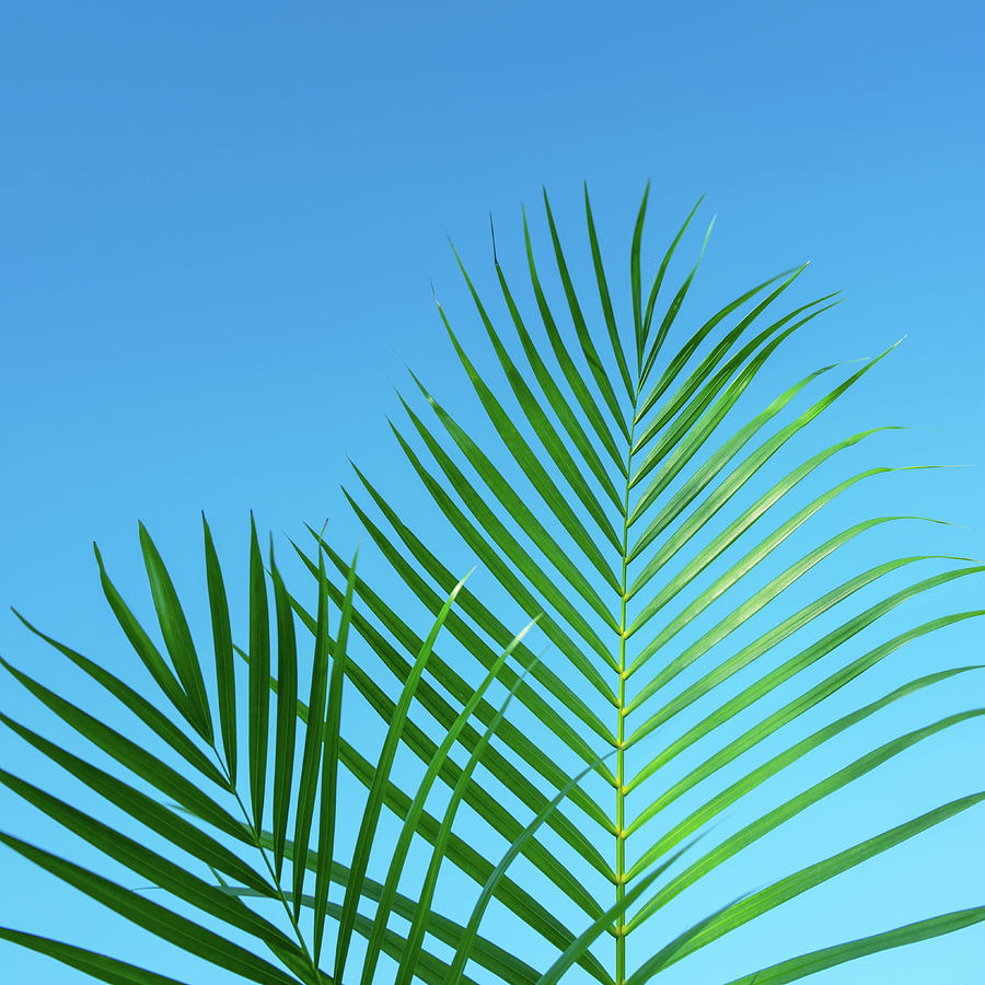 Palm Fronds Tropical Blue Photograph by Laura Fasulo