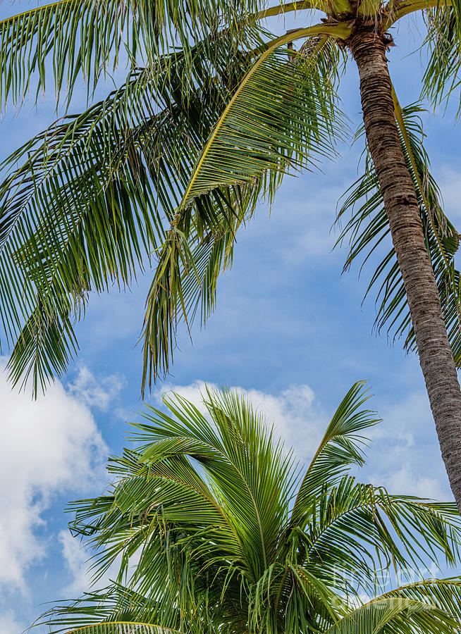 Palm Fronds VI Photograph by Douglas David Farrow - Fine Art America