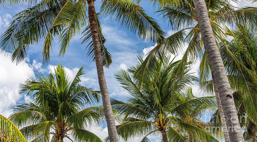 Palm Fronds VII Photograph by Douglas David Farrow - Fine Art America