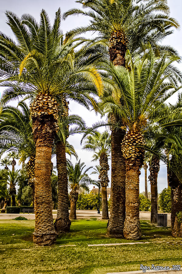 Palm Garden West Valley Phoenix Arizona Photograph by Roger Passman ...