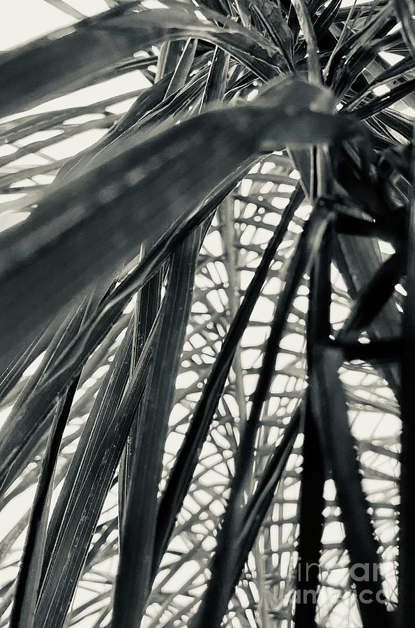 Nature Photograph - Palm  by Glennis Siverson