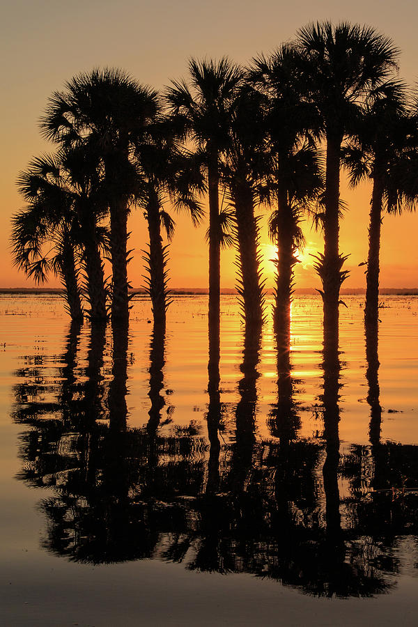 Palm Grove Sunrise Photograph by Stefan Mazzola